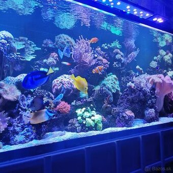 Morske akvarium - 2