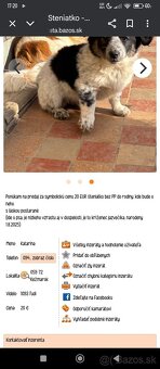 Hľadám psíka šteniatko do bytu - 2