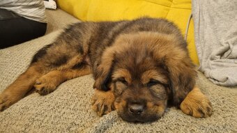 Tibetska doga šteniatka s PP - 2