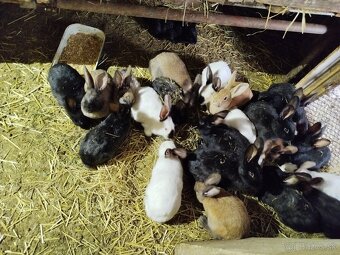 Predám Mladé králiky - 2