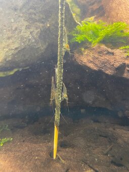 Krevety Neocaridina - 2