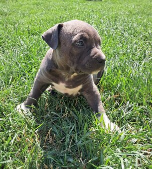 Šteniatka - Americký stafordšírsky teriér (Amstaff, Staford) - 2