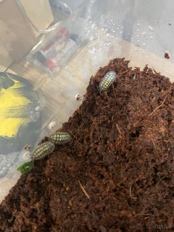 Slimák africký - 2