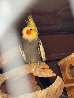 Predám korelu samca - 2