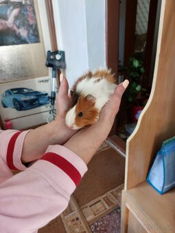 Rozetové morča - 2