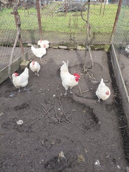 Bresse galouse ,Bresse - 2