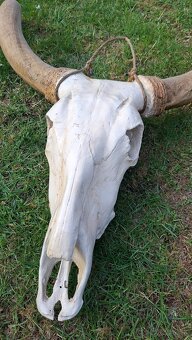 Lebka býka s rohmi dekorácia - 2