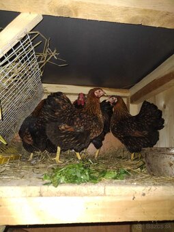 Násadové vajcia - 2