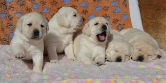 LABRADOR RETRIEVER s PP - 2