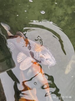 Koi Kapor - 2