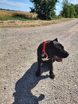 Cane corso - 2
