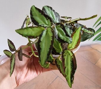 Ťahavky - Procris repens - 2