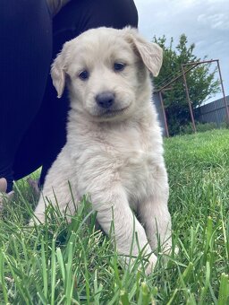 Šteniatka - labrador, retriever - 2