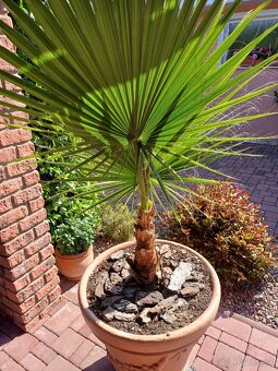 Predam palmu Chamaerops humilis (Palmička nízka) - 2