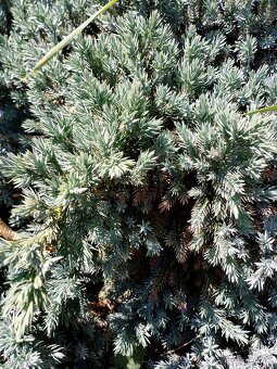 Pekna Borievka, juniperus squamata - 2