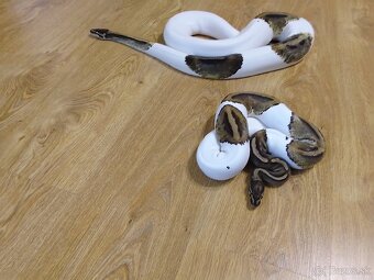 Python regius piebald - dve dospelé samice - 2