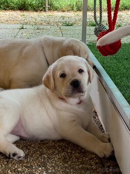 Labrador retriever žlté šteniatka s PP - 2