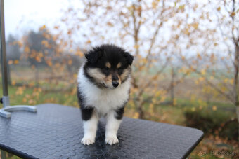 Kólia dlhosrstá - šteniatka s PP (FCI) - 2