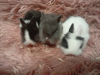 Zakrslí zajkovia - 2