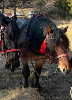 Ťažný kôň predaj - 2