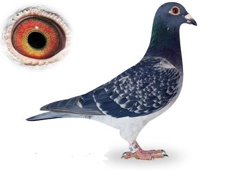 Poštové holuby - 2