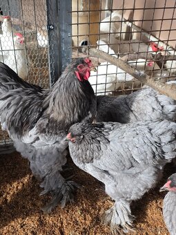 Nasadove vajíčka - 2