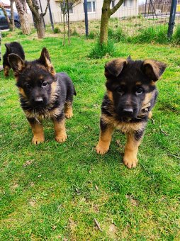 Nemecky ovčiak šteniatka - 2