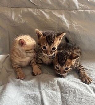 Bengálska mačka, Bengal - 2