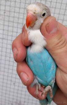 Agapornis fischeri samec - 2