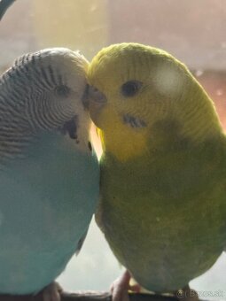 Len do milujucej rodiny Parik samec + samicka 🦜🦜 Andulky - 2