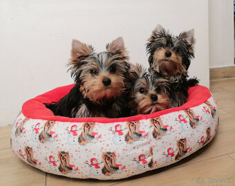 Yorkshire terrier York Yorkshir Yorkshirský teriér s PP - 2