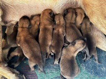 Belgicky ovčiak Malinois - 2