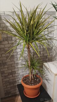 Dracena Lemovana - 2