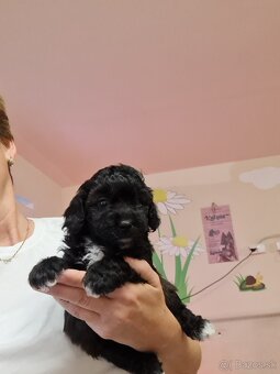 Maltipoo cavapoo Cockapoo pudel - 2