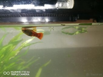 Predam akvárium - 2