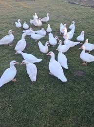 ‼️zajace ‼️ - 2