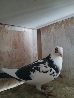 Poštové holuby - 2