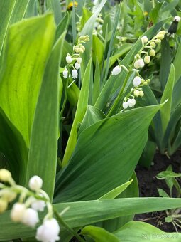 Predám KONVALINKY cibulky - 2