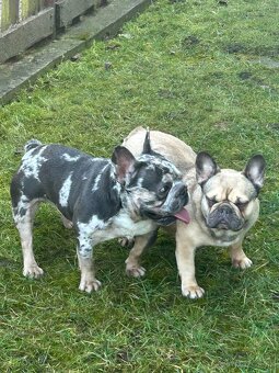 Francúzsky buldocek - 2