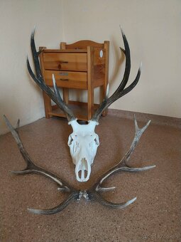 Trofeje na predaj - 2