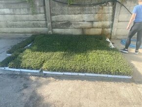 Predávam tácky vhodné na pestovanie plánt - 2