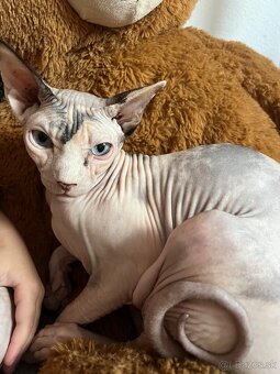 Sphynx - 2