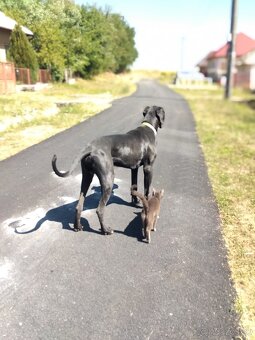 Nemecká doga - 2