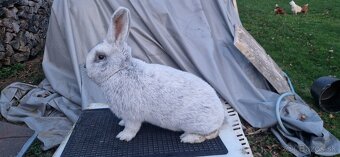 Velký svetlý strieborný - samec - 2