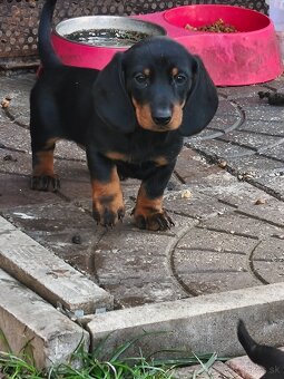 Predam jazvecikov - 2