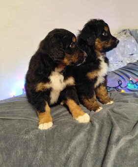 Bernský salašnícky - 2