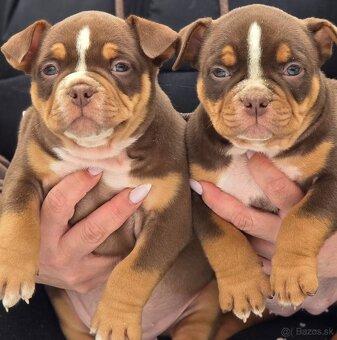 American Bully - 2