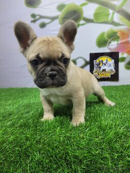 Francúzsky buldoček - 2