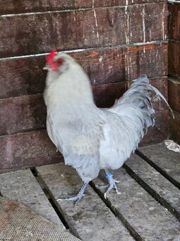 Nasadove vaj.araucana lavender,araucana,hodvabnicka usa - 2