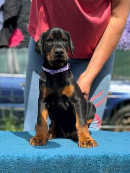 Doberman s PP FCI - 2